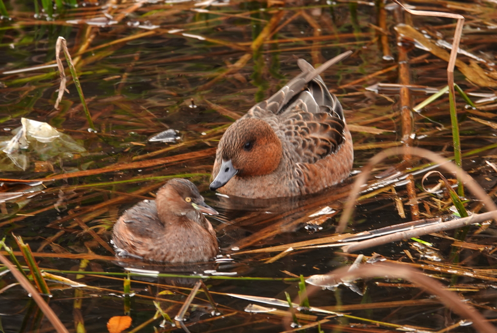 カイツブリとヒドリガモ牝