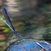 DSC08703