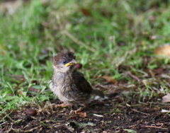 かあさんはどこ！