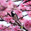 ハナモモに。