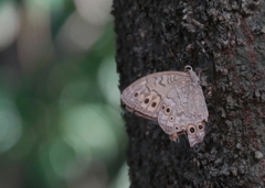 サトキマダラヒカゲチョウ