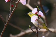 花を纏い