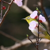 花を纏い