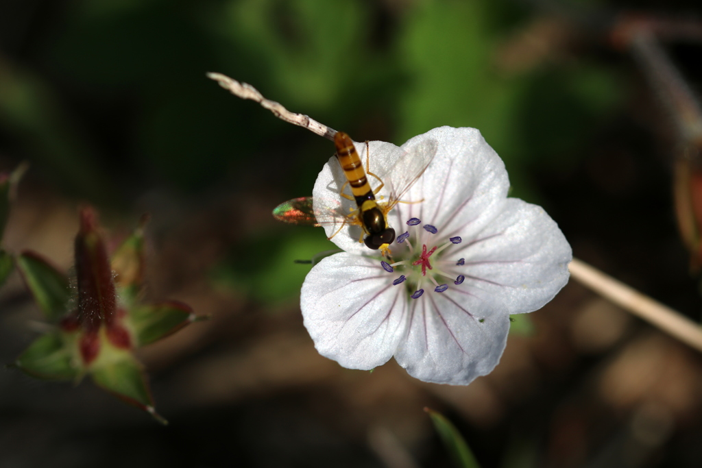 白のゲンノショウコに。