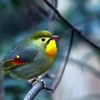 想思鳥