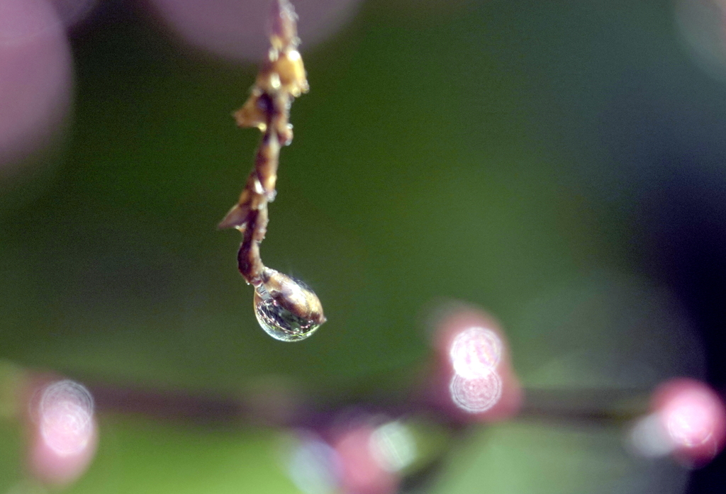 水引に雫