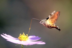 ホシホウジャク・・・ホバからの蜜吸い！