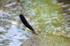 水辺にハグロトンボ