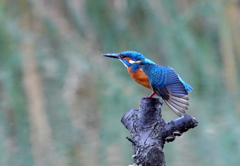 カワセミ飛び出し！