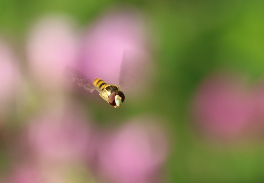 アブさん飛翔！