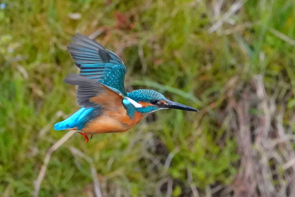 DSC04660