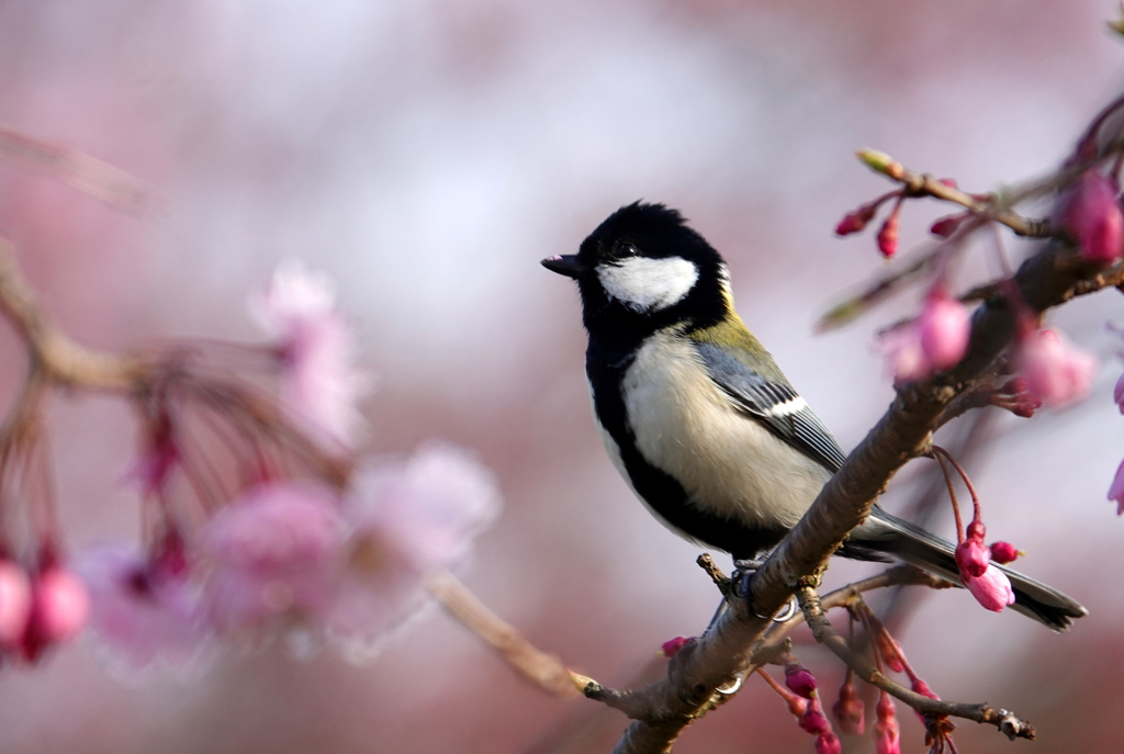 桜のシジュウカラ