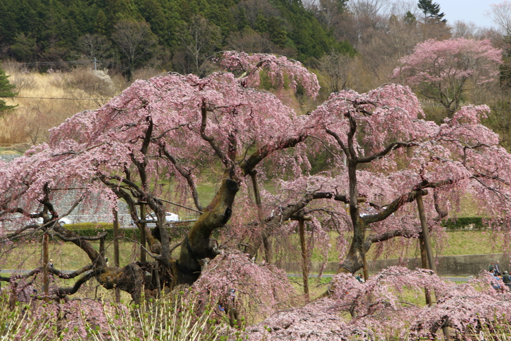 三春の滝桜