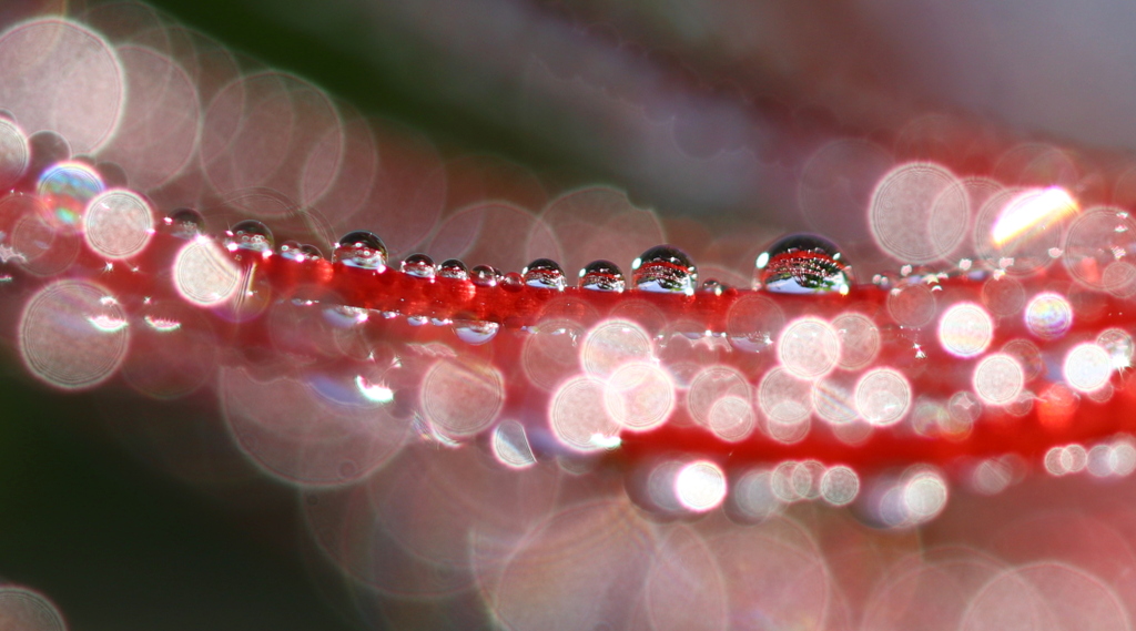 雨上がり朝の彼岸花2