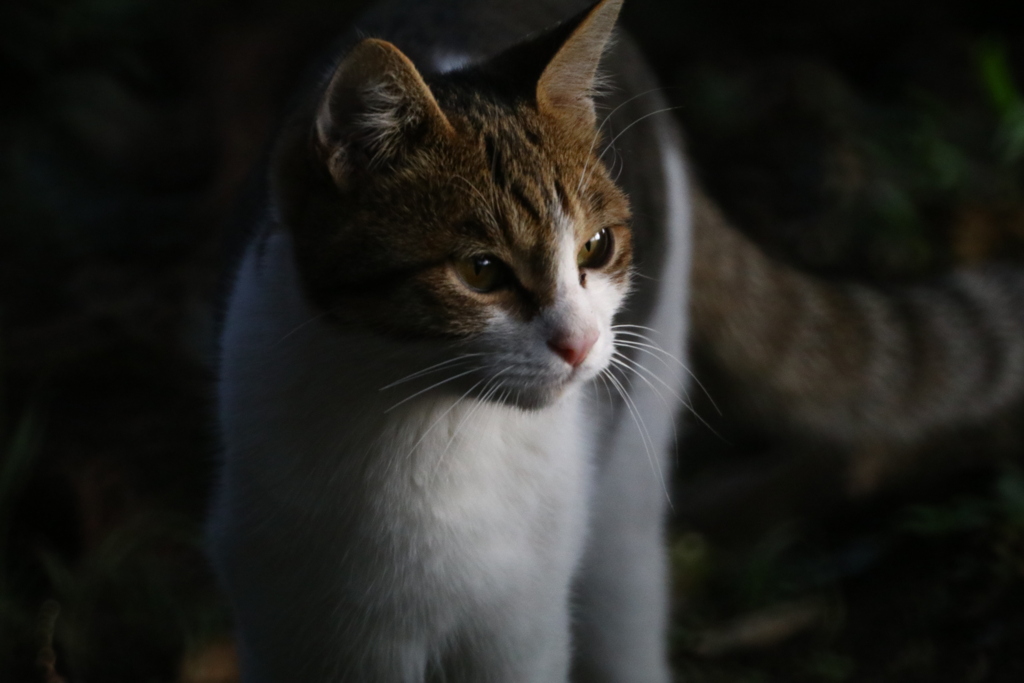 今朝のノラ　生後約６ヶ月の位♂です。