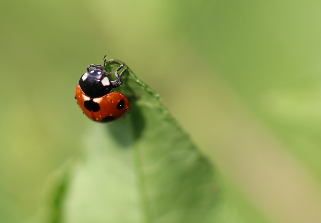 ナナホシテントウムシ