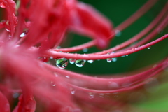 ヒガンバナに雫