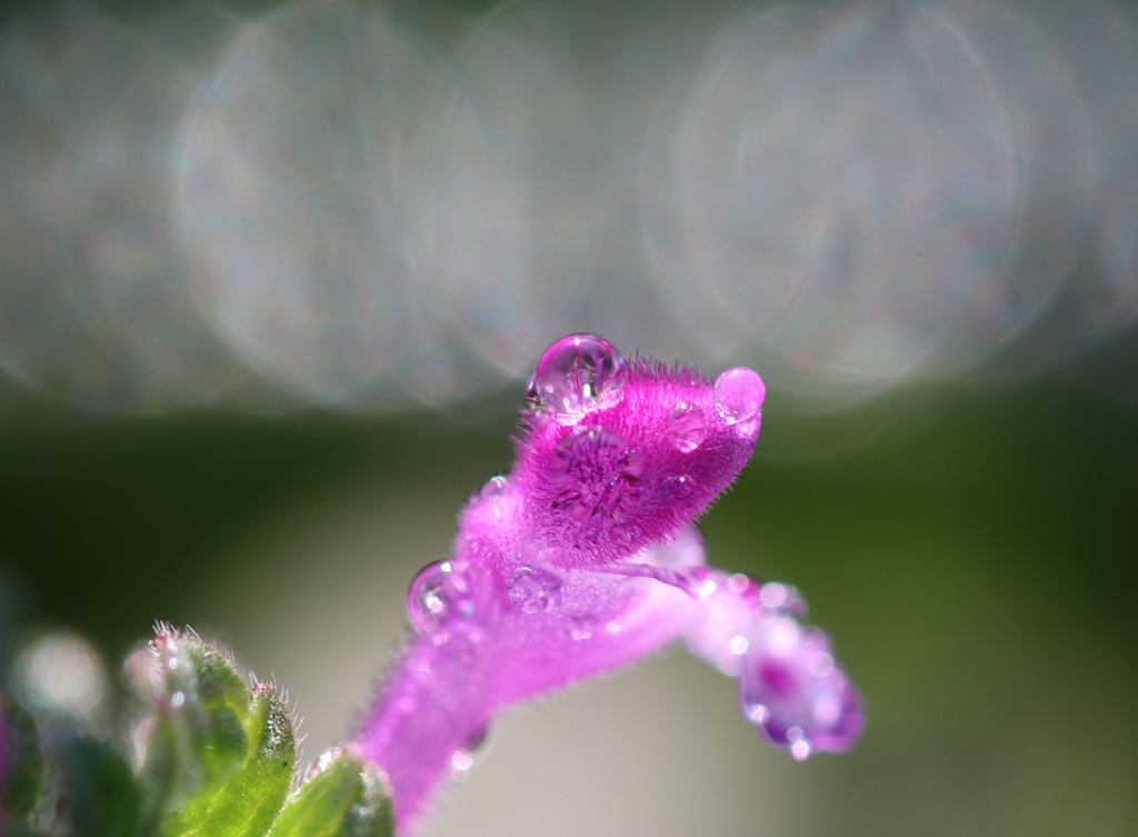 今日は七草・・・ホトケノザ