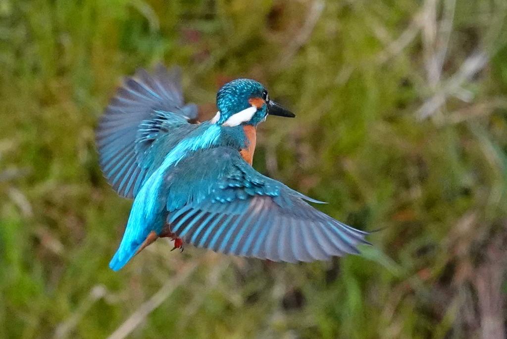 DSC04651