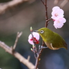 ウメジロウ！