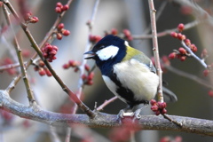 シジュウカラ