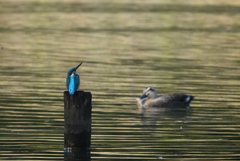 遠かったコラボ