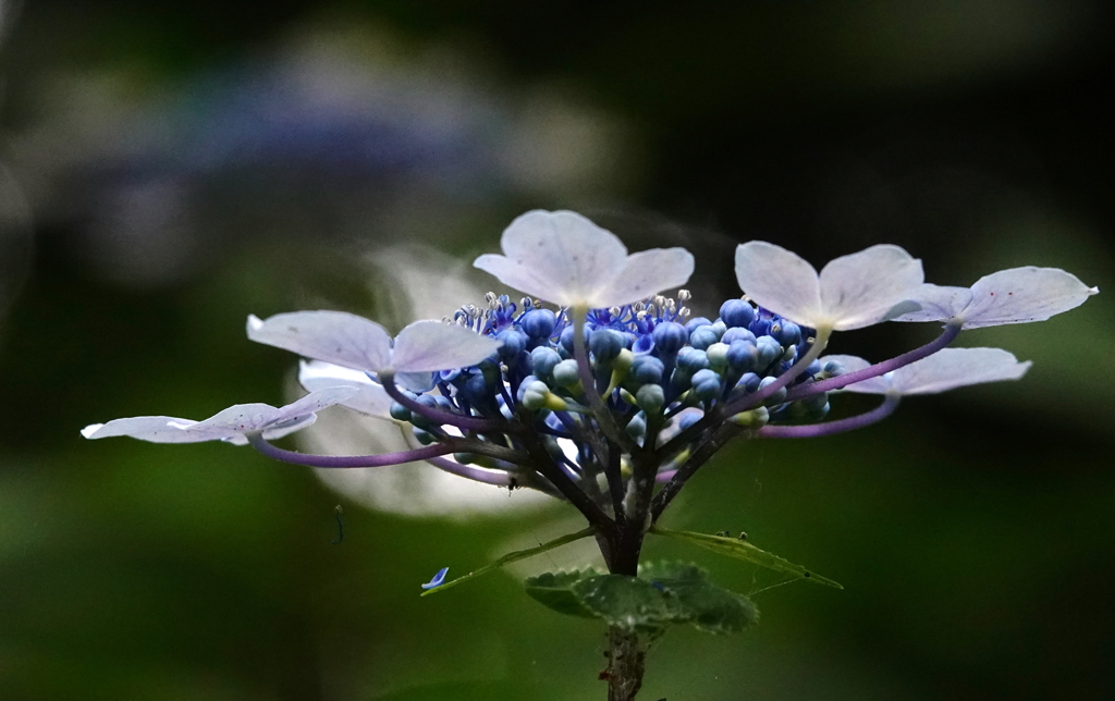 日陰の紫陽花