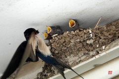 ツバメ給餌