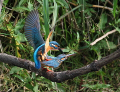 カワセミの・・・