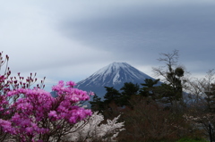 ミツマタツツジ