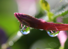 白粉花に