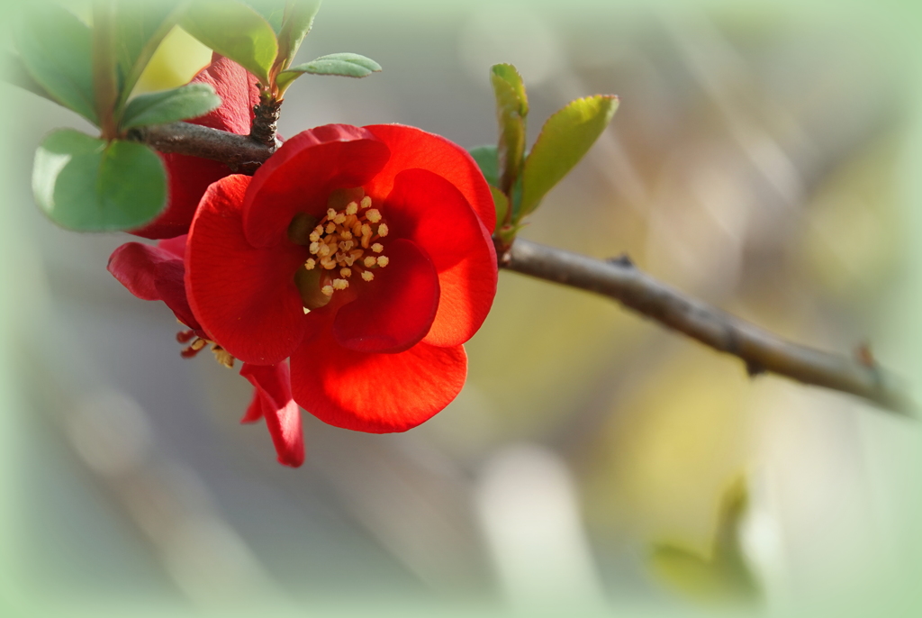 ボケの花