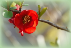ボケの花
