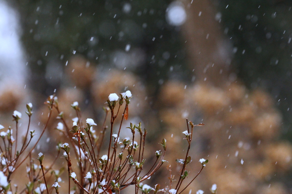 雪の日に