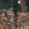 雪の日に
