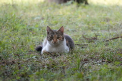 三毛の子猫（推定３ヶ月位）