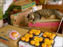 昼寝中