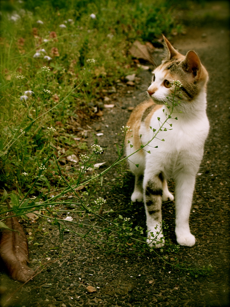 ねこ