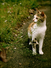 ねこ