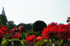 薔薇と代々木DOCOMOタワー