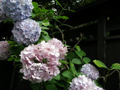 あじさいと日本家屋