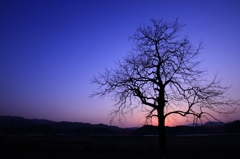 Twilight Tree