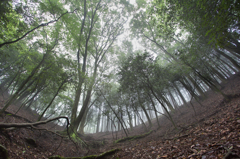 雲中の森