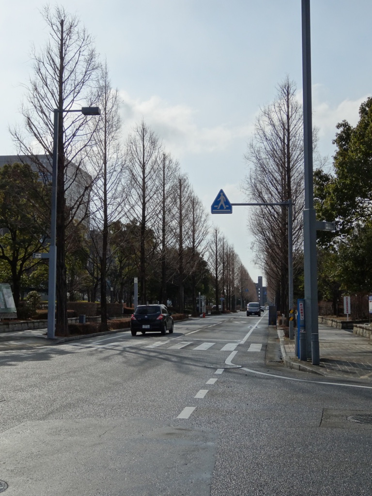 メタセコイアの散歩道