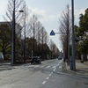 メタセコイアの散歩道