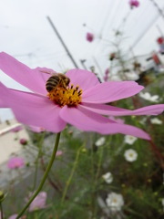 ミツバチ