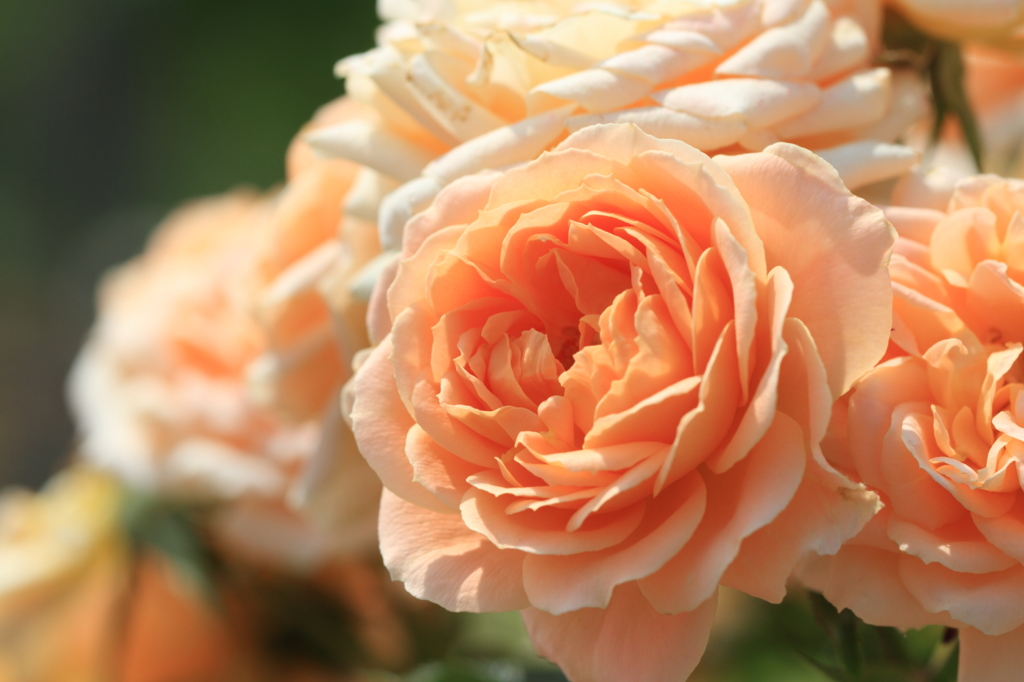 Rose Garden
