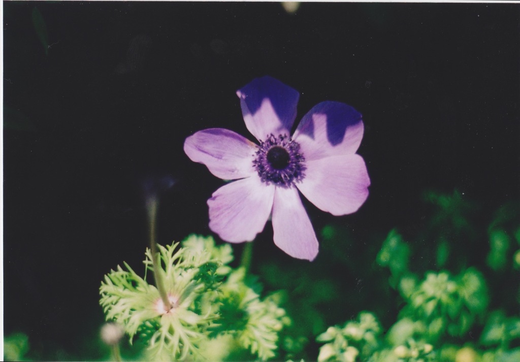 花、陰