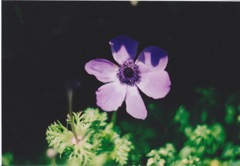 花、陰