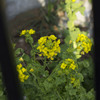 柵越しの菜の花